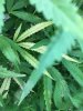 IMG-20180724-WA0025.jpg