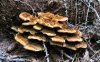 Polyporus sulphureum .jpg