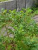 20180815_171923 (600x800).jpg