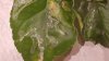 rps20180822_194652.jpg