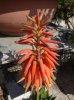 fiore aloe 2.jpg