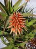 fiore aloe 3.jpg