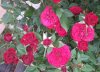 rosa rossa 2.jpg