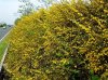 Berberis-x-stenophylla-3.jpg