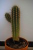 cactus.jpg