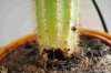 cactus2.jpg