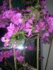 DSCN1725.jpg