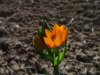 Ornithogalum dubium.jpg