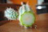 cactus tagliato 002.jpg