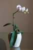 orchidea_1.jpg
