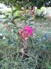 lagerstroemia fucsia 2018.jpg