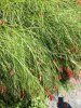 IMG_20180821_124448-600x800.jpg