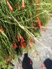 IMG_20180821_124450-600x800.jpg