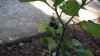20180826_164018 (FILEminimizer).jpg