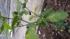 20180826_164007 (FILEminimizer).jpg