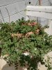 IMG_20180901_135530-600x800.jpg