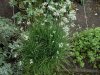 Allium zebadense.jpg