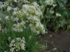 Allium zebadense (2).jpg