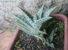 haworthia1.jpg