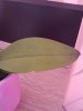 rps20180904_101442.jpg rps20180904_101442.jpg