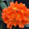 clivia_M1.jpg