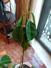 Ficus 1.jpg