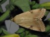 xanthodes-albago.jpg xanthodes-albago.jpg