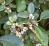 Elaeagnus_Ebbingei_3_300x300.jpg