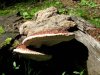 1-(Polyporus) Ganoderma lucidum.jpg