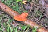 4a-(Polyporus) ....jpg