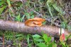 4b-(Polyporus) ....jpg