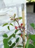 Erythrina 001.jpg