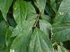 thumbnail_DSCN1131.jpg