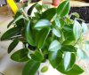 Peperomia orba 2.jpg