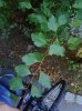 DSCN1520.JPG