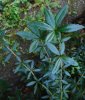DSCN1527.JPG