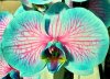 phalaenopsisorribile.jpg