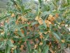 osmanthus fragrans var aurantiacus 2.JPG