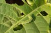 Caterpillars_Surface701.jpg