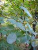 DSCN1606.JPG