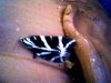 Euplagia quadripunctaria (sin. Callymorpha quadripunctaria, falena diurna.jpg