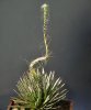 Agave parviflora 3.jpg