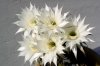 Echinopsis(f4).jpg