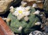 Lophophora .jpg