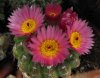 Notocactus uebelmannianus 1.jpg