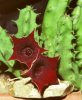 Stapelia leendertziae.jpg