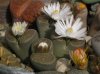 Lithops 17.JPG