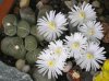 Lithops 18.jpg