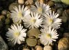 Lithops 21.jpg