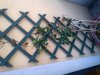 IMG-20120619-00049.jpg